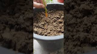 Growing rose plant from cuttings in home growroseplant cuttings gardening roseplant [upl. by Amsa791]