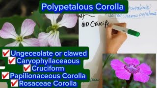 Polypetalous conditionUnguiculateCaryophyllaceaousCruciformRosacaousPapilionaceous Corolla [upl. by Enirhtac24]