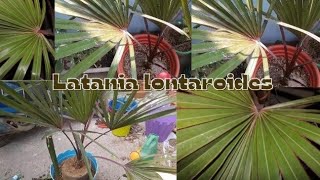 Latania lontaroidesRed latan Palm plamgardening tips [upl. by Katuscha60]