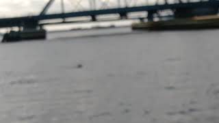 Herreshoff America catboat seals have invaded New Bedford Harbor [upl. by Oinotnaesoj196]