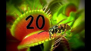 Top 20  Venus flytrap  Venusfliegenfalle [upl. by Mccutcheon]