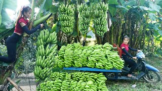 Full Video buy 3 wheeler and Use 3 wheeler to harvest many bananas to bring to the market to sell [upl. by Portwine142]