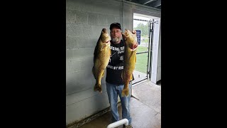 Fishing Lake Erie Walleye Action Geneva Caught 31 Kept 12 Threw back 19 and lost 8 Great Day [upl. by Lawson127]