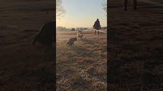 Dog Pees While Strolling on Sunny Day on Ranch  1509995 [upl. by Alrick]