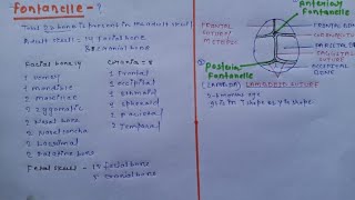 Difference between Anterior fontanelle and posterior fontanelle 👁️‍🗨️ [upl. by Irisa]