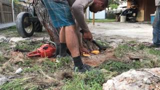 Mesquite Tree Removal Kingsville Texas [upl. by Denice]