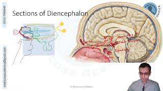 Diencephalon [upl. by Edia9]