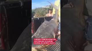 TUBARÃOTIGRE DE QUASE 300 KG É PESCADO EM ITAÚNAS NO ESPÍRITO SANTO [upl. by Erdnoid]