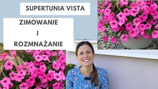 Rozmnażanie i zimowanie Supertunii Vista  banalnie proste Nie wyrzucaj swoich sadzonek po sezonie [upl. by Vinna]