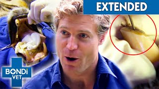 Vet Removes Gunk From Infected Tigers Fang What If It Wakes Up 😱🐯  Bondi Vet Clips  Bondi Vet [upl. by Eenar208]