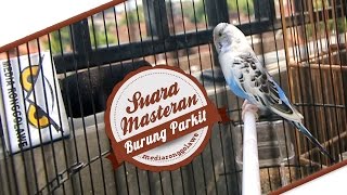 SUARA BURUNG  Suara Masteran Parkit Gacor Ngerol Panjang [upl. by Tisman]