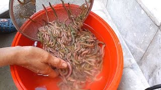 Cooking 1000 RIVER WORM in Vietnam  Crispy FULL river WORM  Vietnam street food [upl. by Eserrehs]