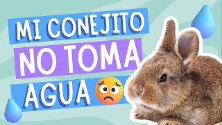 MI CONEJO NO TOMA AGUA  tips y consejos [upl. by Helas]