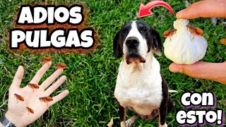 Esto es 1000 VECES  POTENTE que otros Remedios caseros para MATAR PULGAS de Perros y GATOS [upl. by Harriet]