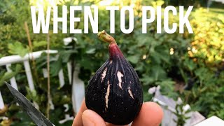 When to Harvest Figs  The Neck Must be Soft amp Watch out for Caustic SAP [upl. by Hirsch]