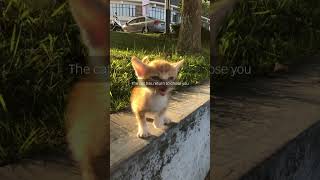 Orange Kitten DEMANDS to be Chosen CUTEST Meow EVER catplaying catlover kitten [upl. by Nevins]