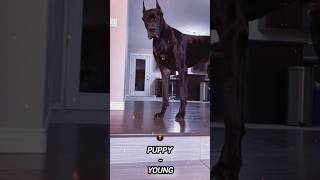 animaltransformations doberman boss trollface troll trending pitbull puppy viralvideo edit [upl. by Shani591]