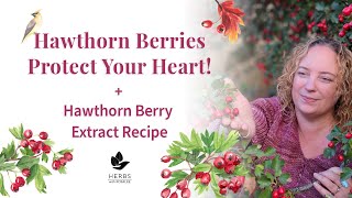 Hawthorn Berry Benefits Hawthorn Fruit  Hawthorn Berry Extract Recipe [upl. by Herodias]