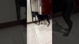 Doberman Pinscher Mix Puppy For Adoption  4 Months Sonny from Wilayah Persekutuan Kuala [upl. by Akener268]