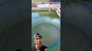 Mancing Ikan Pakai Jaring fishing satisfyingvideo fish [upl. by Salvay]