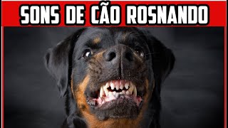 Som de Cachorro Latindo 🐕 Latido de Cachorro de Várias Raças 🐶 Som de cachorro rosnando [upl. by Devol]