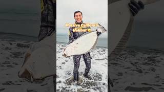 Landed Massive California Halibut Spearfishing fishing monsterfish diving personalbest huge [upl. by Woodford]