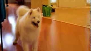 Samoyed Happy Dance [upl. by Hoes]