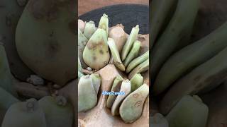 Propagation Update Graptopetalum Purple Delight 🪴 succulents suculentas propagate [upl. by Mahmud102]