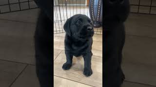 The Cutest Labrador Puppies Ever Pt 2 [upl. by Agler]