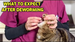 How Long After Deworming Will My Cat Feel Better [upl. by Ojyllek240]