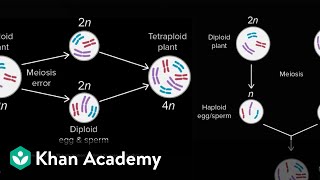 Allopatric and sympatric speciation  Biology  Khan Academy [upl. by Anoet]