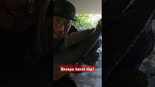 Saya kagum sebenarnya bila tengok ikan saiz besar2 ni gengdunia unigas illgottengains [upl. by Hodosh202]