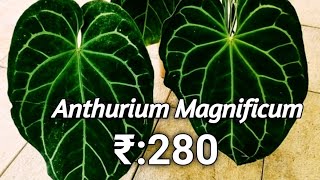 Online sale Anthurium Magnificum Benzys Vlog [upl. by Ayahs]