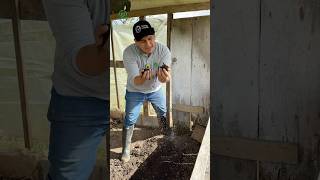 Abono orgánico viralvideo recordandolavidadelcampo parati plantas agricultura video [upl. by Marchal135]