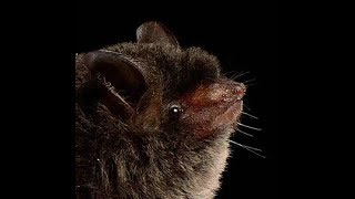 Myotis nigricans [upl. by Craggy]