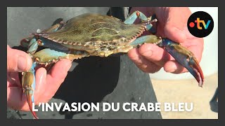 Linvasion du crabe bleu la terreur des pêcheurs de lEtang de Berre [upl. by Buskus]