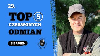 Moje TOP 5 czerwonych odmian winorośli [upl. by Anreval]