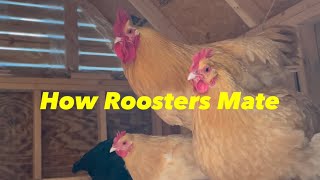 How Do Roosters Mate [upl. by Tina]