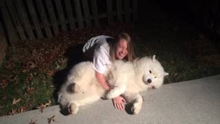 Stubborn SamoyedTrying to get Cody in from the cold at bedtime [upl. by Ennairb]