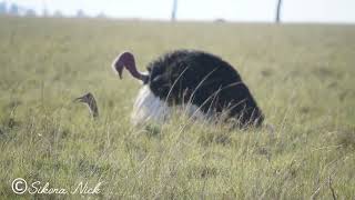 OSTRICH MATING NatGeo birdaroundme OstrichRecap bbcwildlifemagazine9367 [upl. by Goldberg]