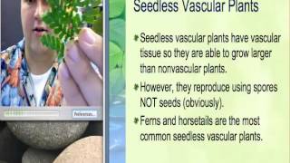 233a Intro to Plants [upl. by Thorstein952]