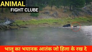 भालू का भयानक आतंक जो हिला के रख दे। Terrifying Bear Attacks on Other Animals [upl. by Miles]