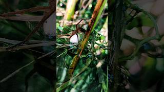 Spider saves egg Ball  spider best moment 🕷️🌍️ shorts spider [upl. by Bekaj5]