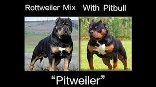 PODEROSO PITWEILER ROTTWEILER X PITBULL MIX DEMOLEDOR [upl. by Mohammad738]