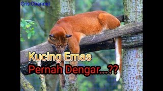 5 Fakta Menarik Tentang Kucing Emas [upl. by Nelrac790]