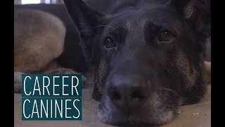 Wounded warrior dog helps Army sergeant return home from Afghanistan  Career Canines S1 E1 [upl. by Rehctaht]