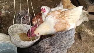 🛑Mis gallinas se atragantan con el alimento seco 😰 Coquis y Abelardo le hacen como Pinacate [upl. by Elyrehc186]