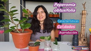 Reproducción y cuidados de la PEPEROMIA OBTUSIFOLIA [upl. by Sitnik]