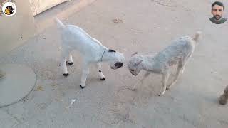 Cute Baby Goats Playing  Baby Animal  Funny Farm Animal  Baby Animal Being Cute  Goat Farming [upl. by Ladonna]