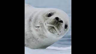 Dramatic Crabeater Seal [upl. by Akvir]